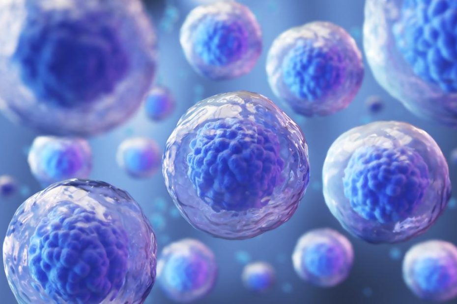 celulas madre corazon comprar dea barato