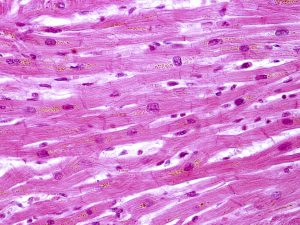 celula que puede curar el corazon