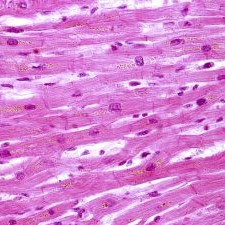 celula que cura el corazon