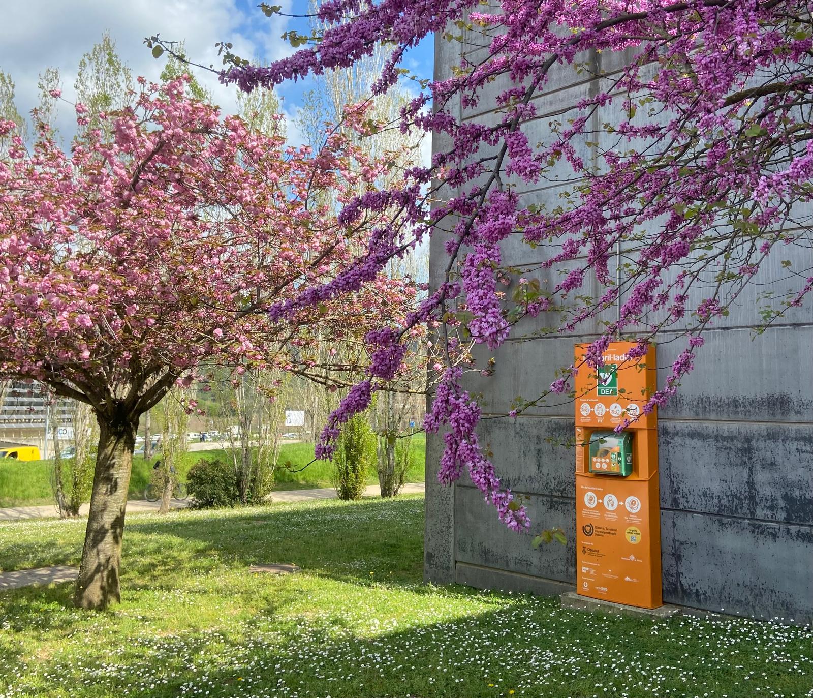 foto columna renovada dea fixe dipsalut